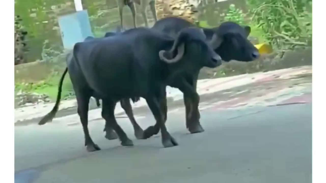 Dog Bahubali