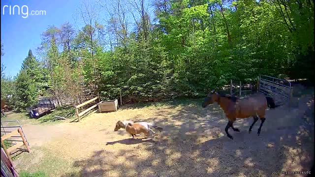 Mel calls Sven and Molly to the back paddock for a treat