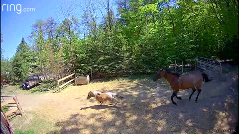 Mel calls Sven and Molly to the back paddock for a treat