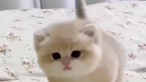 Cute baby kitten sound