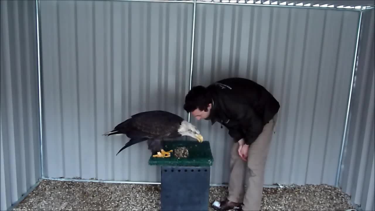 Bald Eagle - Trust is something you Earn