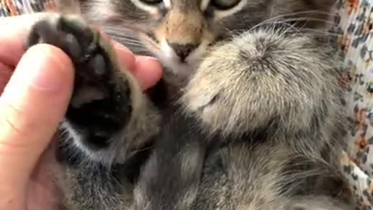 funny Cat