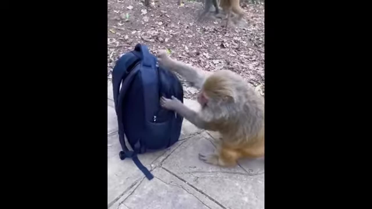 Animal funny video comedy