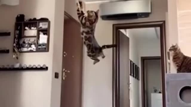 This cat is definitely a high jumper.😅😅