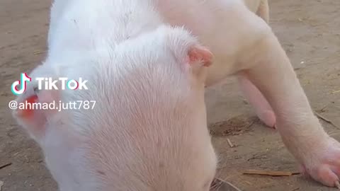 Get Ready to Fall in Love - Adorable Puppies Doing the Cutest Things!
