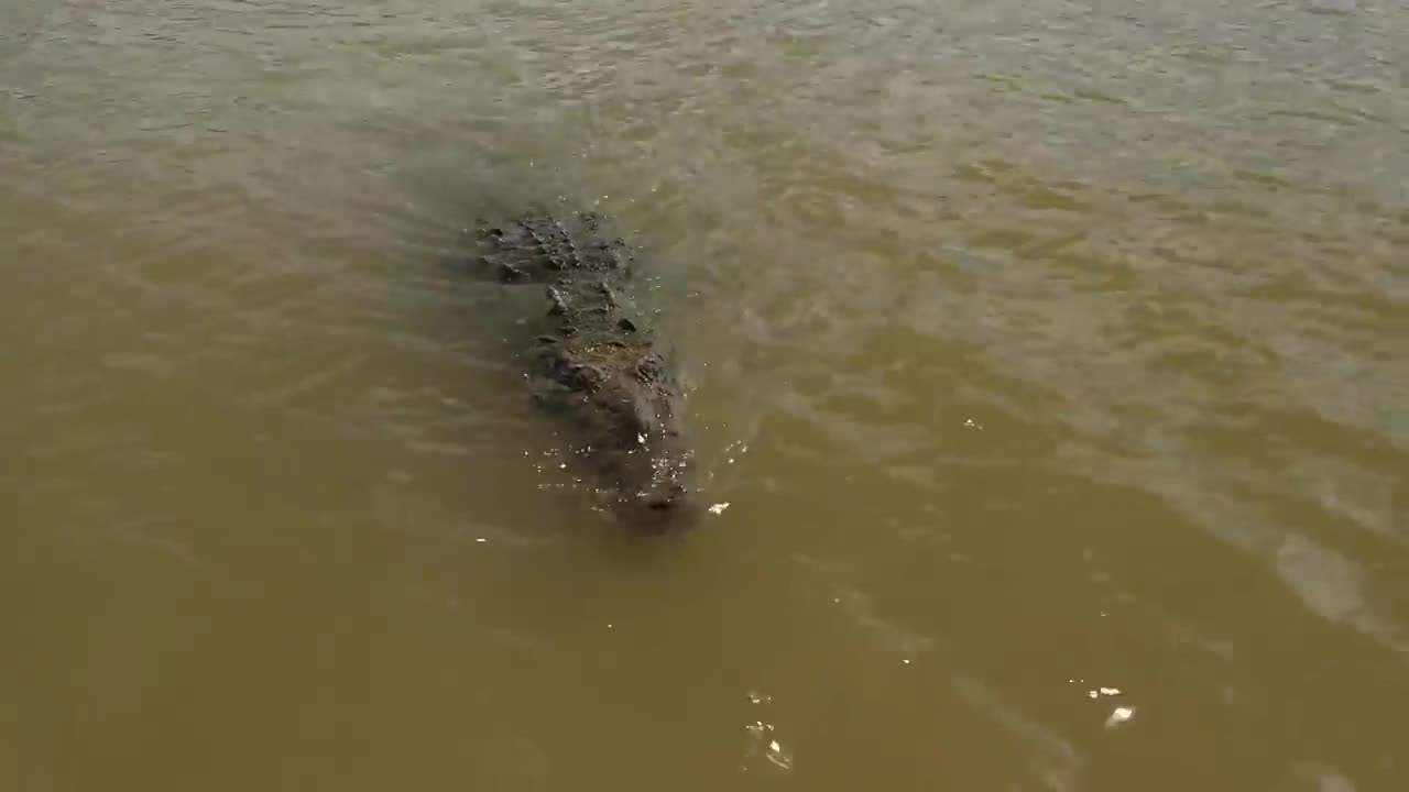 Cet homme a sauvé un crocodile de la mort Des années plus tard, l'inattendu s'est produit