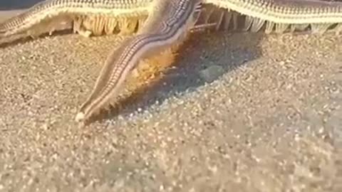 Star fish