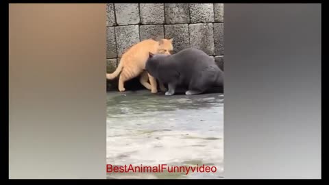 #BestAnimalFunnyvideo cat 🥰 #cute #rumbleshorts #funny #cat #cats #comedy #share #india #funnyvideo