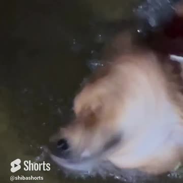 Another Late Night Swim at the Lake. Toss Me in Momma