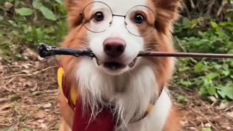 Funny Video