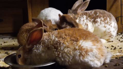 Bunny Necking
