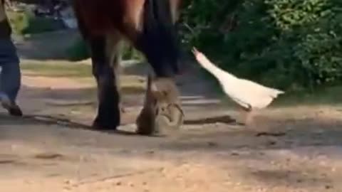 Funny video dog animal 😁