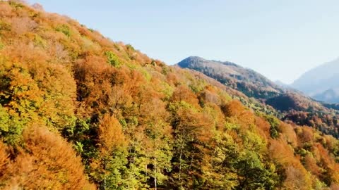 Enchanting Autumn Forests with Beautiful Piano Music