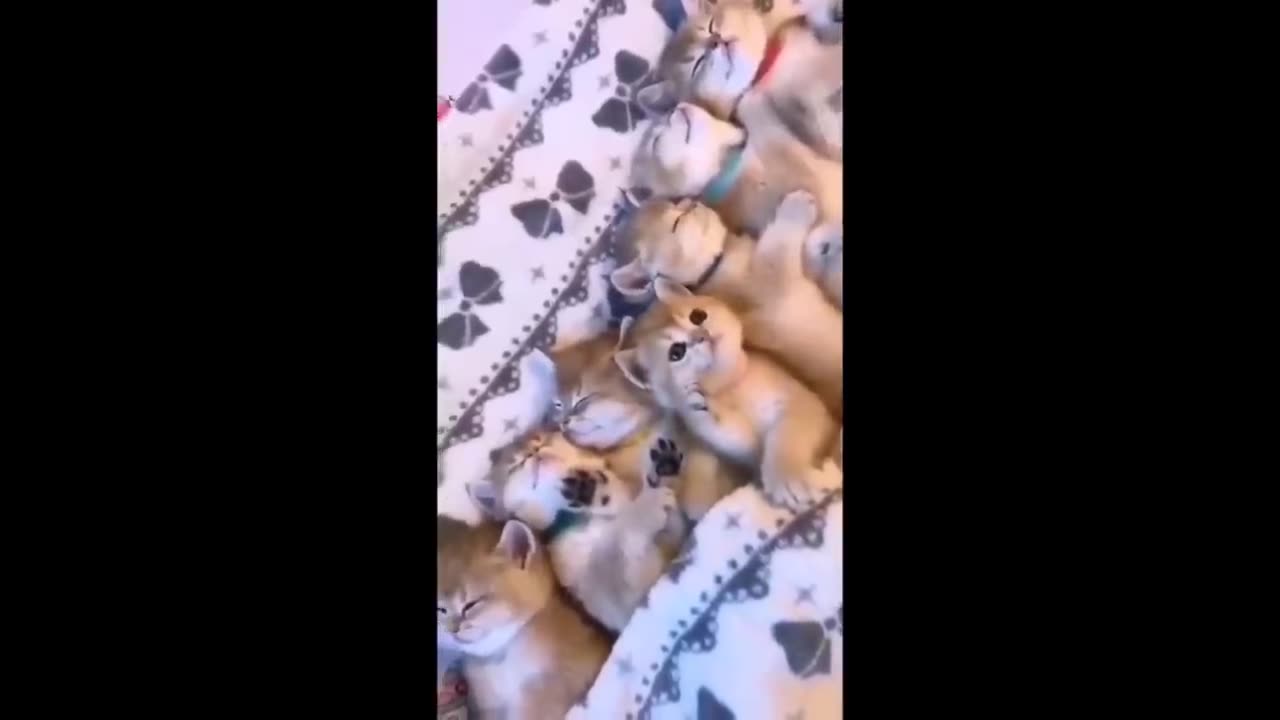 Funniest Cats and Dogs Videos -- Hilarious Animal Compilation 429