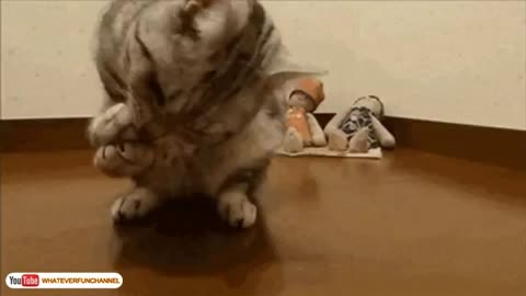 Funny cat & fun