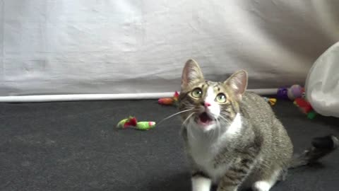 Adorable Little Cat Talks to His Toy