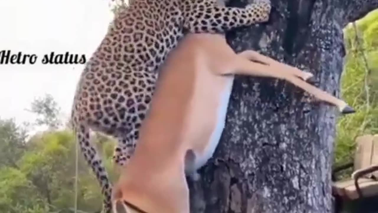 Animal discovery video. Viral