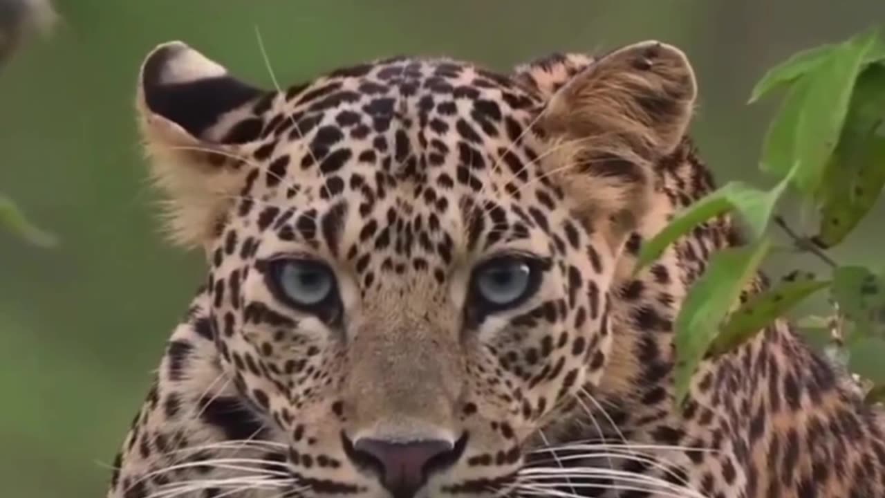 King of glancing