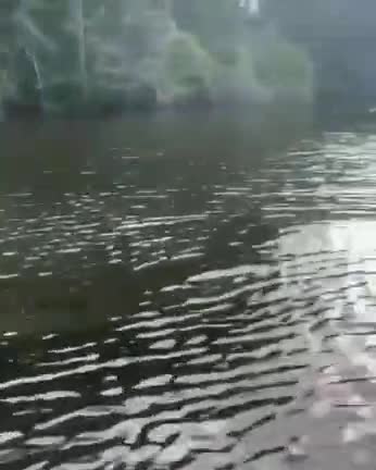 This crocodile decided to demonstrate his speed 🐊