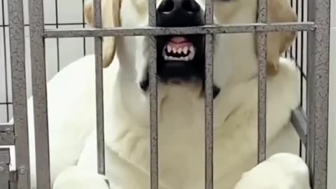 Laugh Out Loud With These Funny Animal Videos