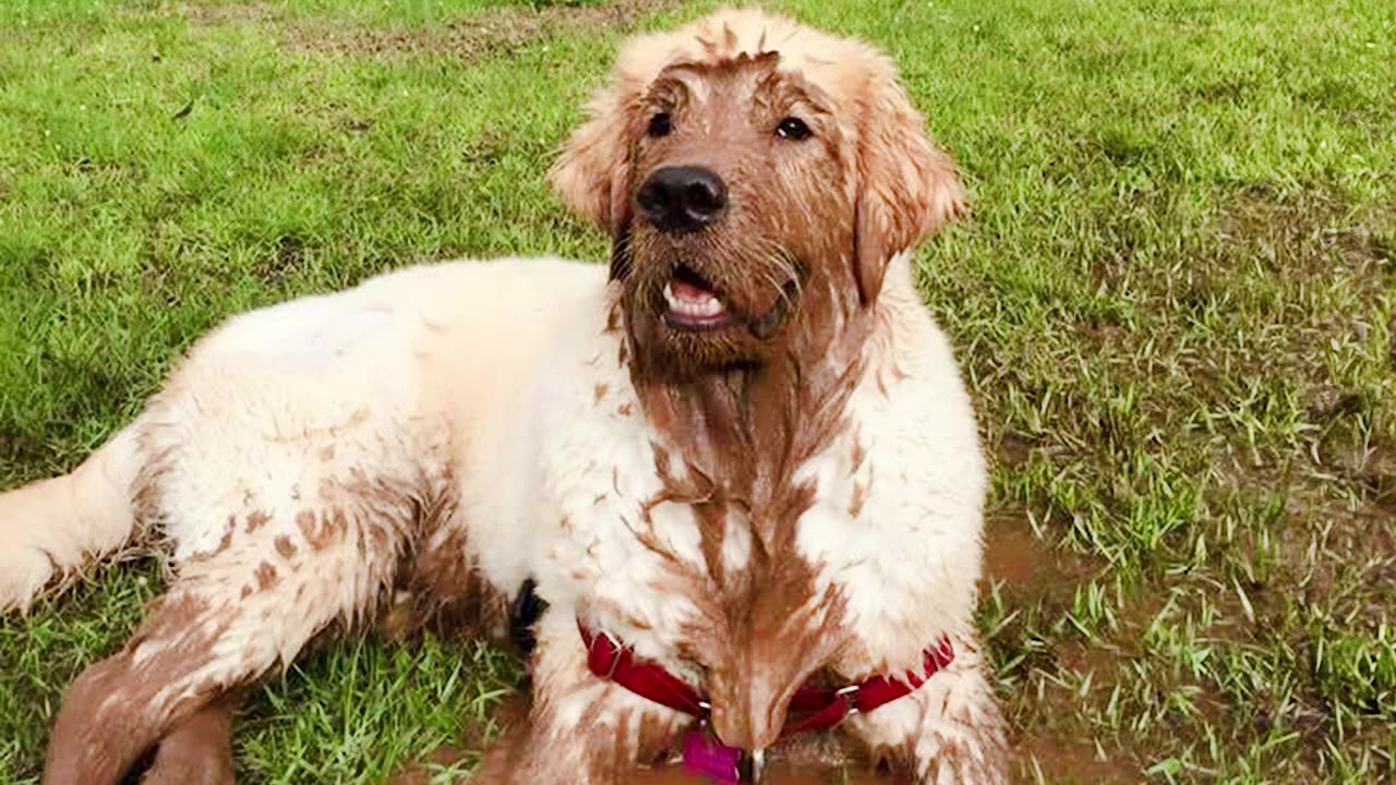 Funny dogs playing in mud - GOOFY DOGS 😂🐶