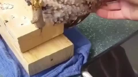 Owls funny moments 🤣😀