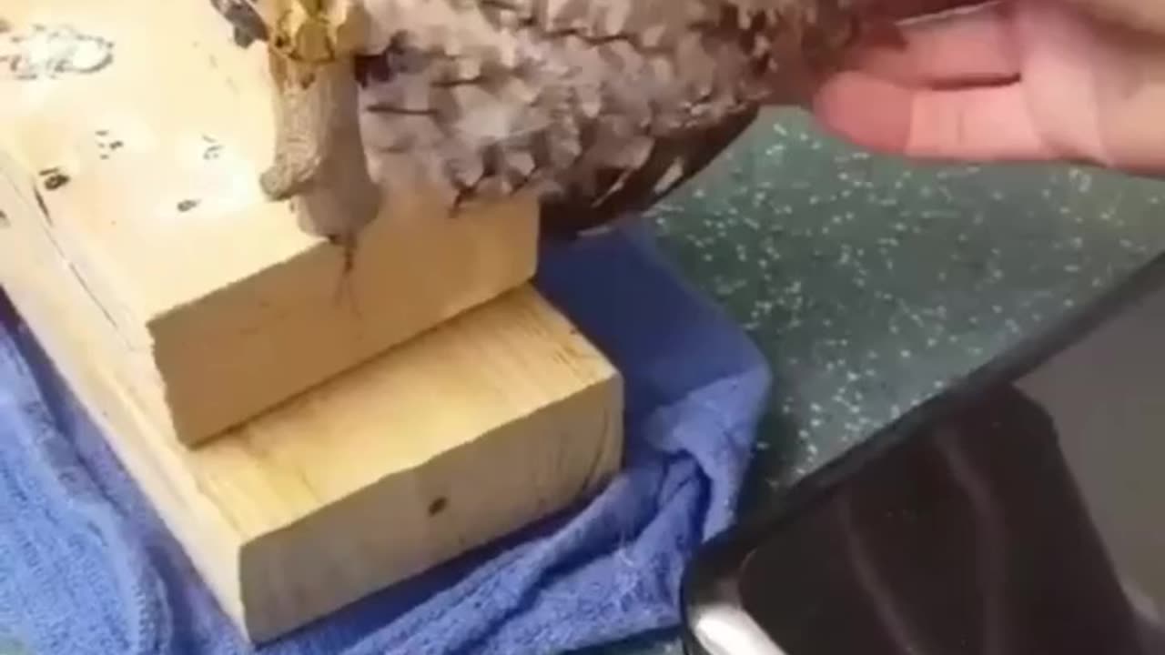 Owls funny moments 🤣😀