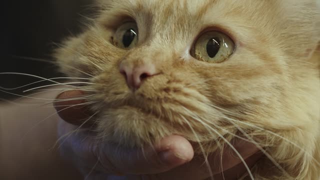 Kitten Enjoying Massage