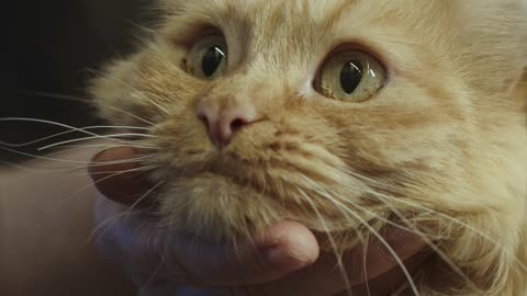 Kitten Enjoying Massage