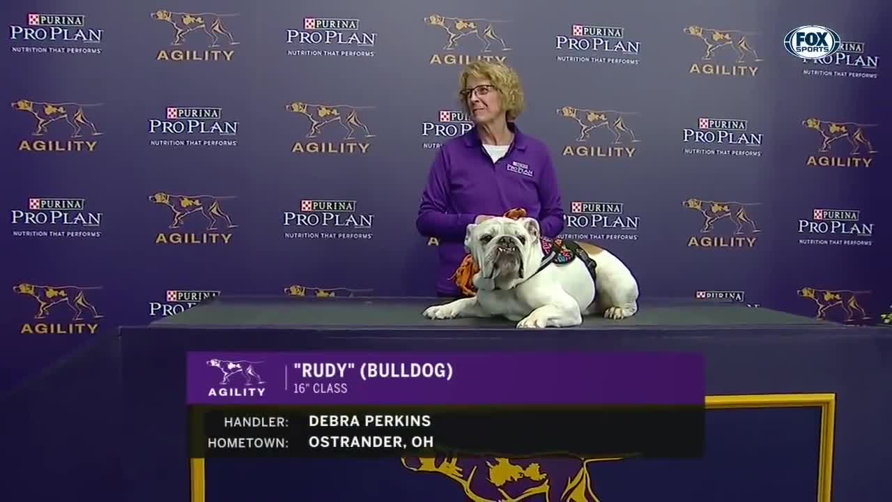 Watch Rudy the Bulldog crush the 2019 WKC Masters Agility course ｜