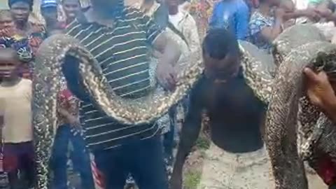 World biggest snake killed