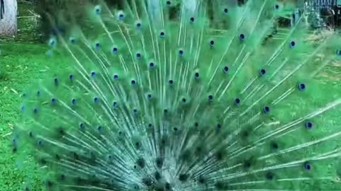 The peacock opens its screen, and good luck prevails