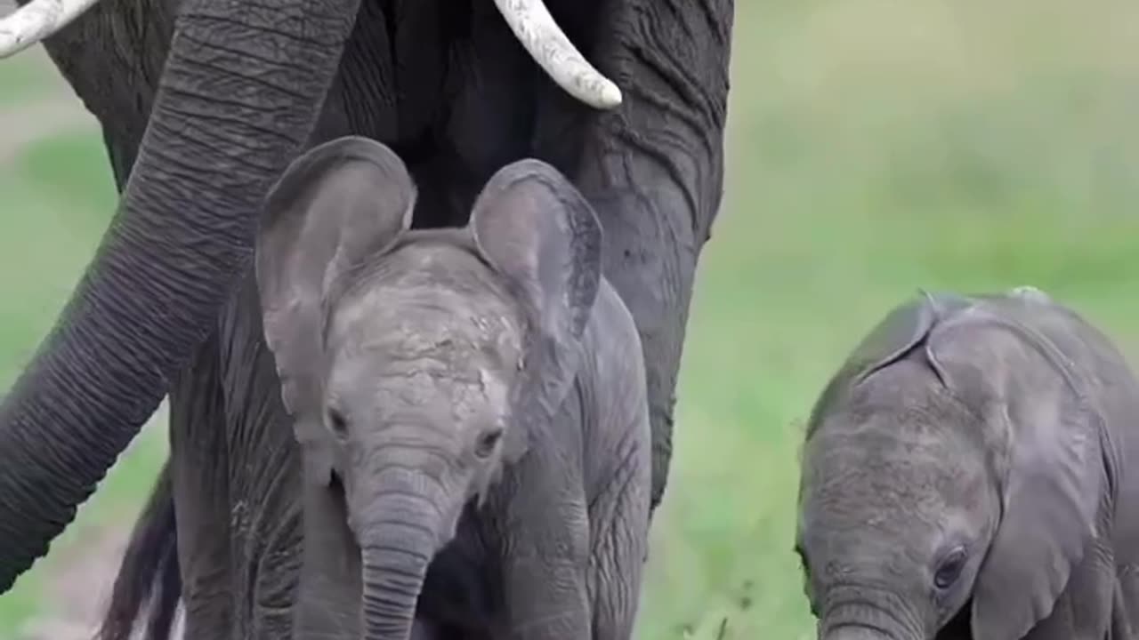 Beautiful elephant babies with mother #shorts #shortvideo #video #virals #videovira