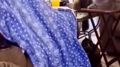 Funny Cats and Dogs 🐶🐱 | Funny Animal Videos