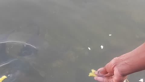 The River Fish Is Hungry And Together Eating Chips To My Hands