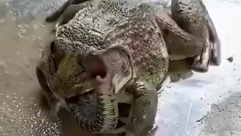 Snake Getting Eaten By Frog