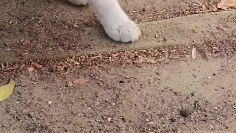 Cat and cockroach fighting