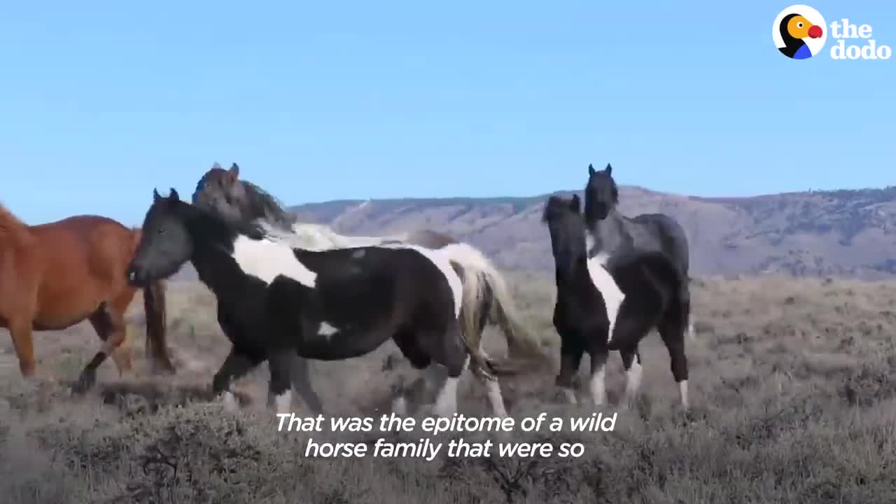 Woman Spends Over A Year Trying To Find Wild Horse And All Of His Mares And Babies | The Dodo