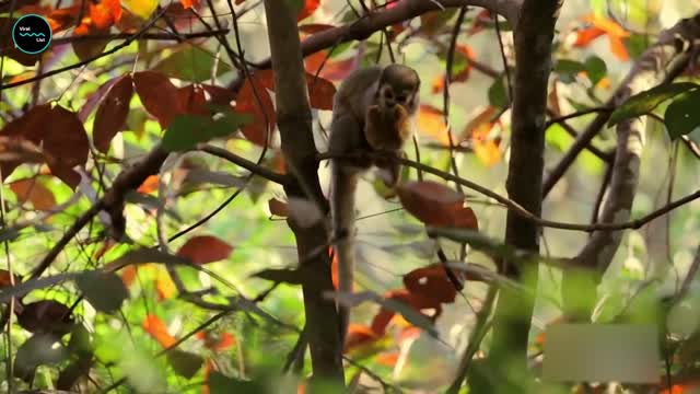 Finger Monkey! Most Adorable Animal In The World