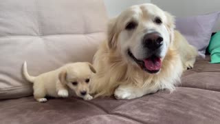 Golden Retriever Confused by new Puppy