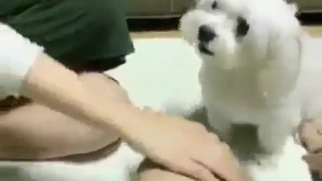 A dog that matches its master.