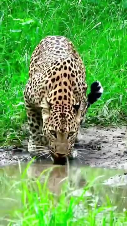 Panther _ The Leopard _ Wildlife _ Nature _ Forests _ Animals _ 4K Video _ Animal Planet _ Earth