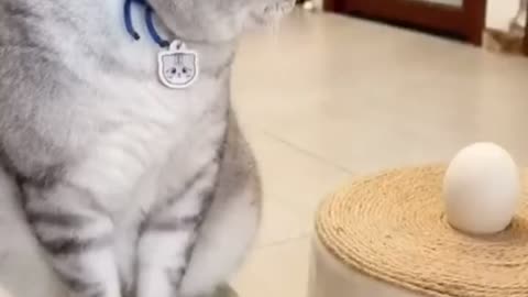 CRAZY ANIMALS - BEST OF THE 2022 FUNNY ANIMAL VIDEOS