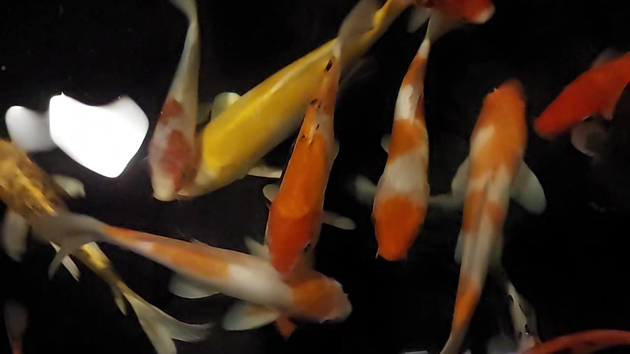 koi fish pond