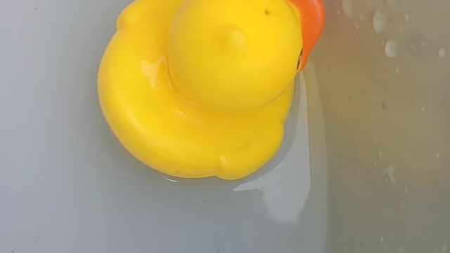 A little yellow duck