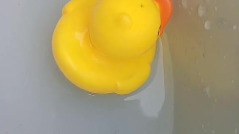 A little yellow duck