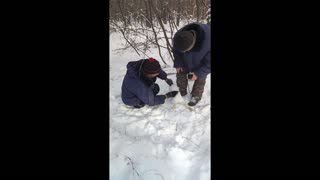 Men Rescue Frantic Hare Trapped in Wire