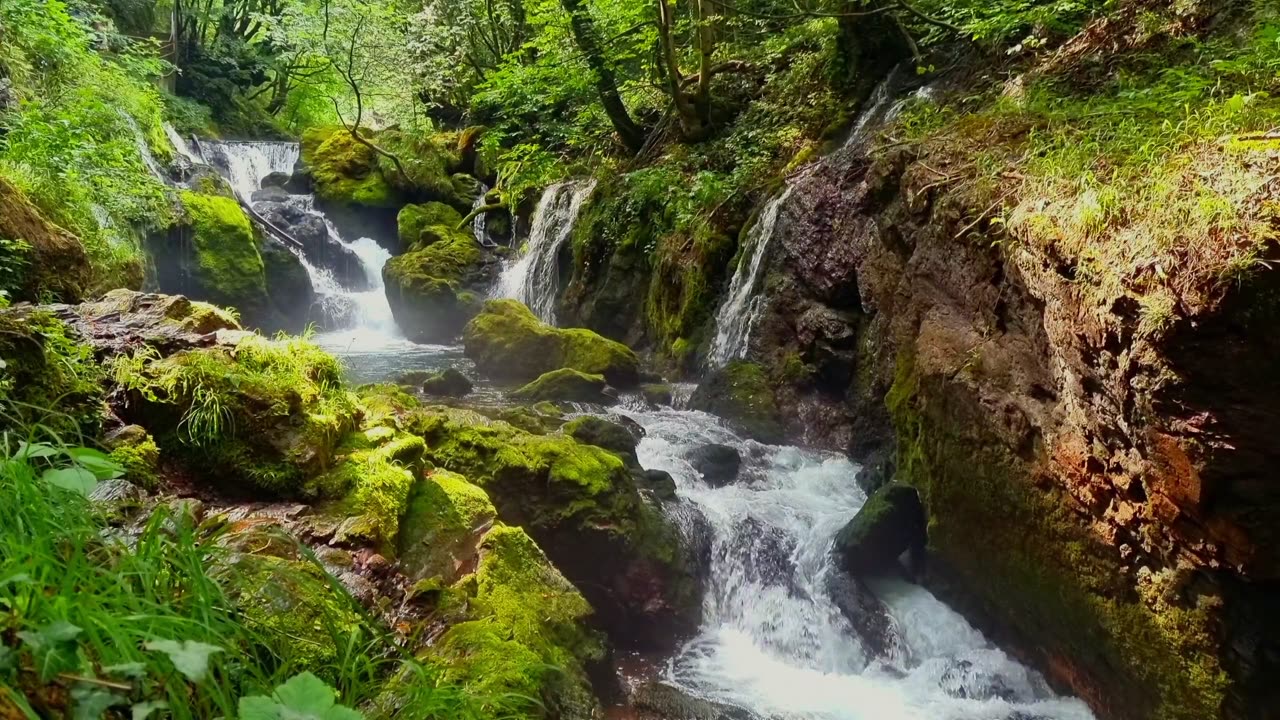 Beautiful Natural Forest