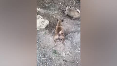 FUNNY CATS