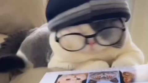 Watch this clever cat learn to read